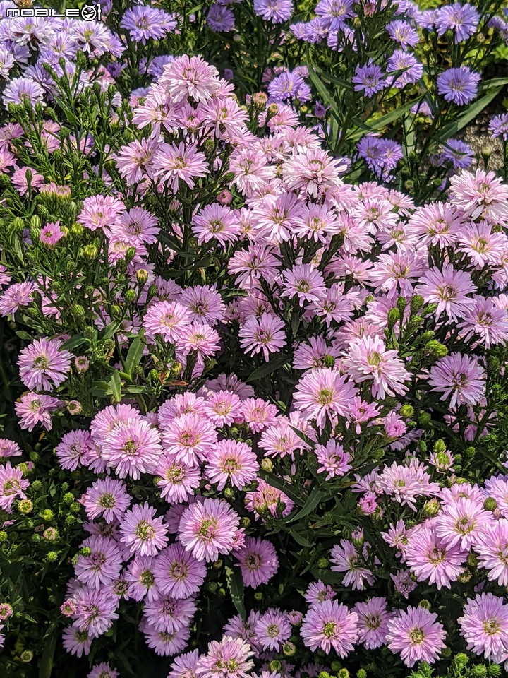 紅花赤楠+藍雪花 台南市歸仁區七甲花卉區 09/17