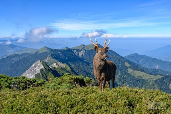 「奇萊山神獸」現身！絕美照片曝光出場自帶山嵐萬人朝聖