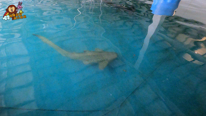 【親子景點 | 遊記】全台唯一的近距離鯊魚餵食體驗,來這裡就對啦
