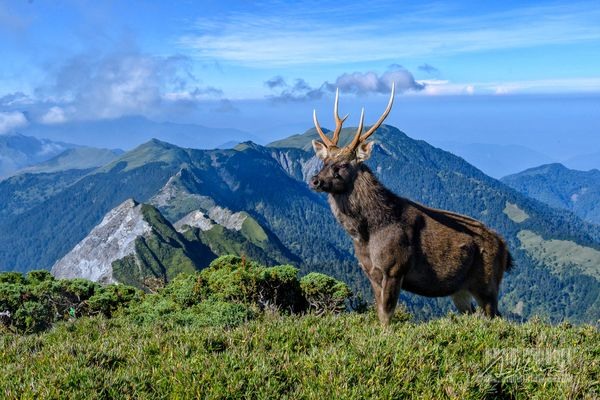 「奇萊山神獸」現身！絕美照片曝光出場自帶山嵐萬人朝聖