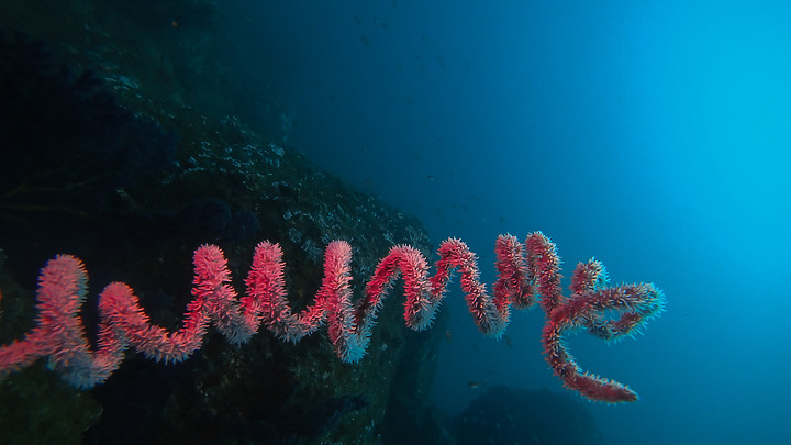 【潛水旅行】人生第三次南方四島潛水，解鎖島澳七七的三艘船《潛水篇》