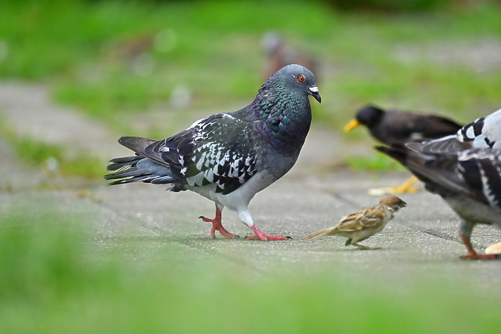 Nikon Z9+863PF的開箱