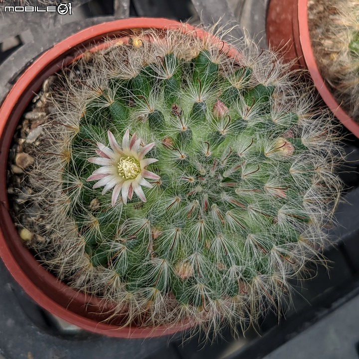 紅花赤楠+藍雪花 台南市歸仁區七甲花卉區 09/17