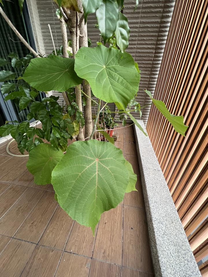 請問：樹（花？）名？有毒嗎？