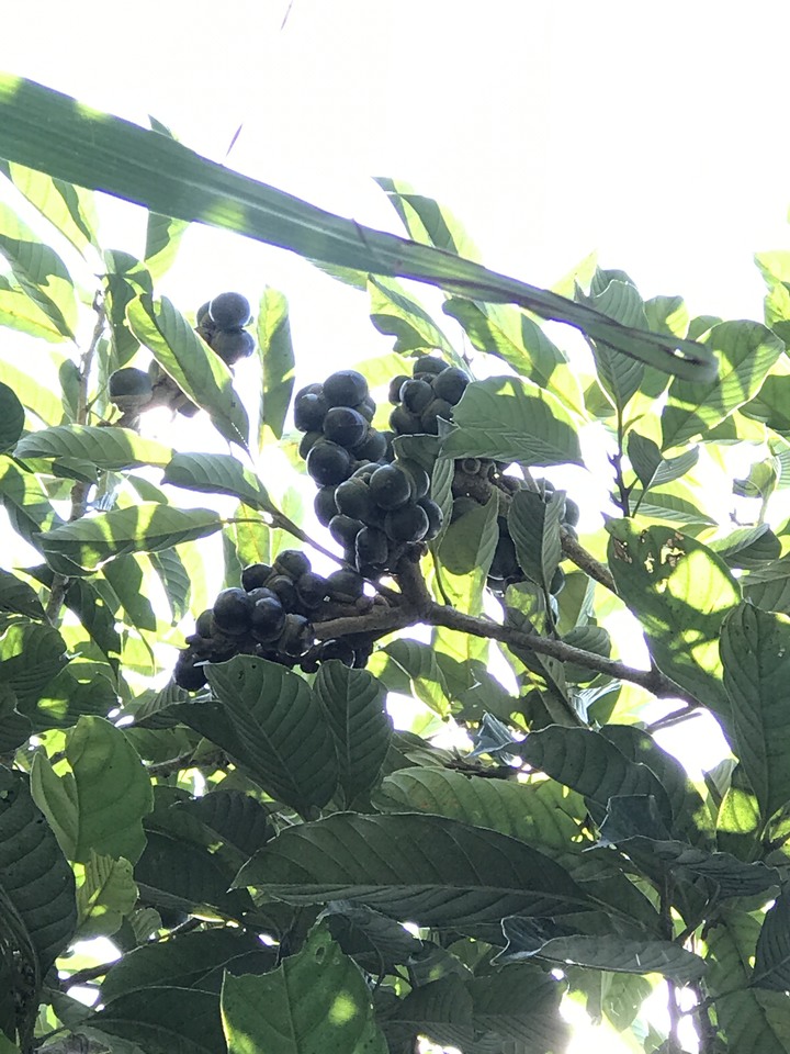 仲秋秋意涼 太平山爆棚