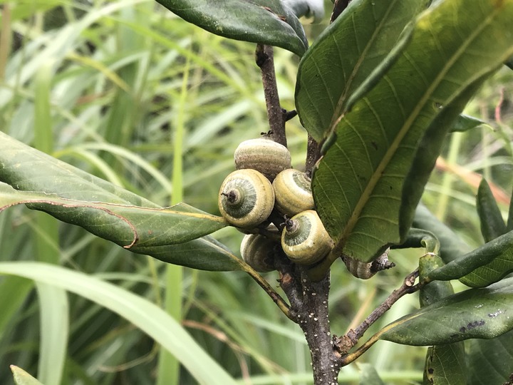 小雲豹登山記&工程車落難記&大野狼驗車記