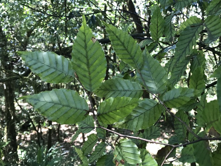 仲秋秋意涼 太平山爆棚