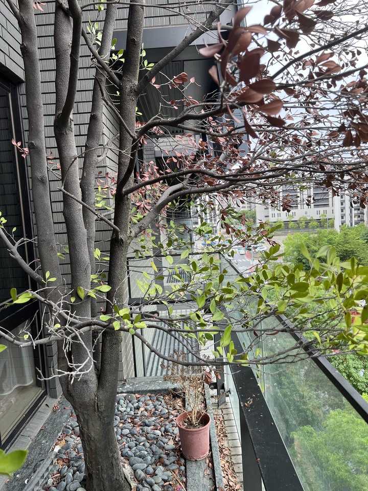 請問這棵樹是怎麼了？後續處理，請問應該如何處理？