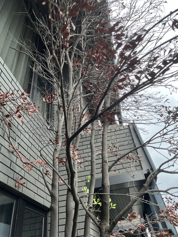 請問這棵樹是怎麼了？後續處理，請問應該如何處理？