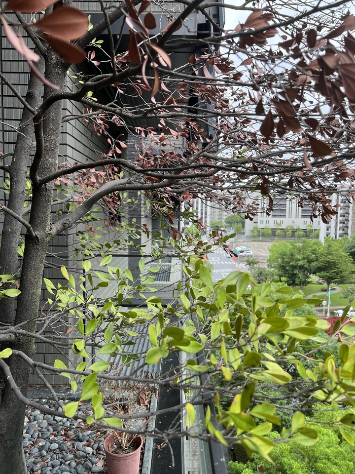 請問這棵樹是怎麼了？後續處理，請問應該如何處理？