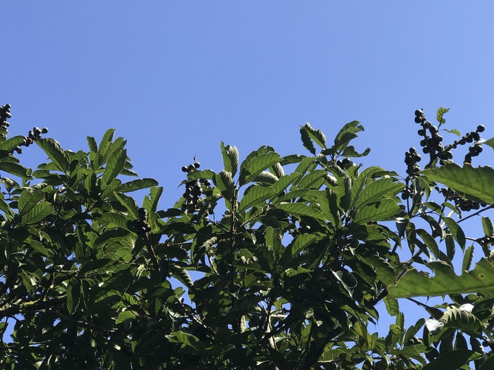 仲秋秋意涼 太平山爆棚