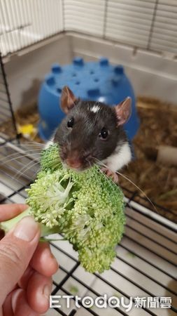 鼠鼠藝術家把花椰菜「剃平頭」網驚呆：第一次看到沒頭髮的樣子