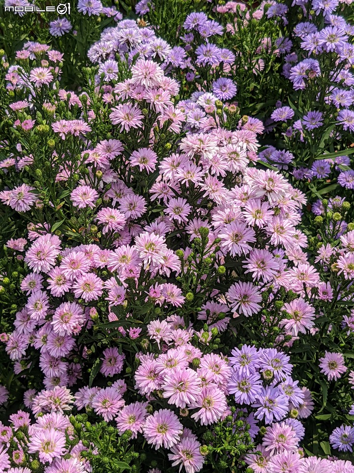 紅花赤楠+藍雪花 台南市歸仁區七甲花卉區 09/17