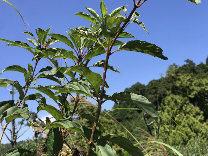 仲秋秋意涼 太平山爆棚