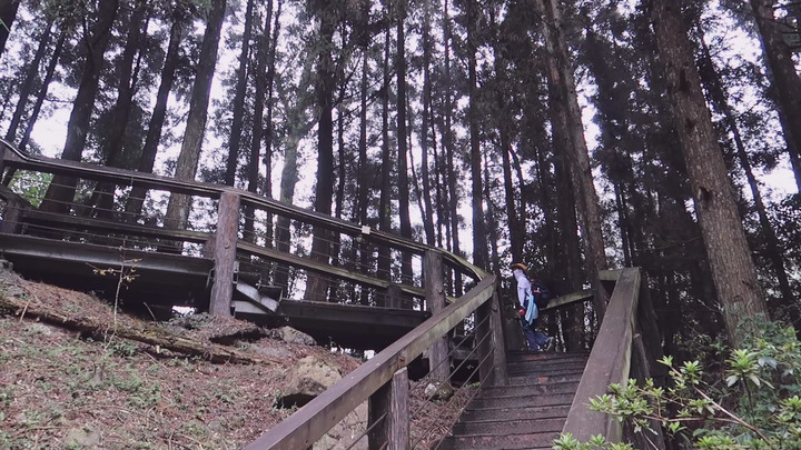 【溪頭鳳凰山.南鳳凰山.天文台】一日O型縱走