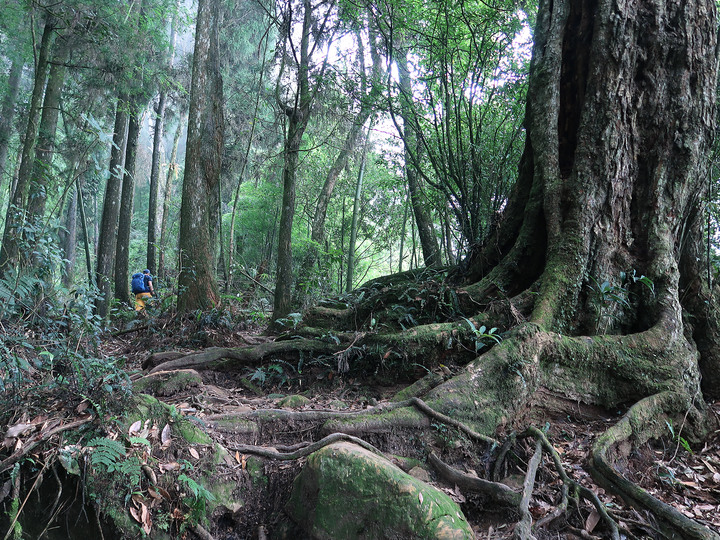 【溪頭鳳凰山.南鳳凰山.天文台】一日O型縱走