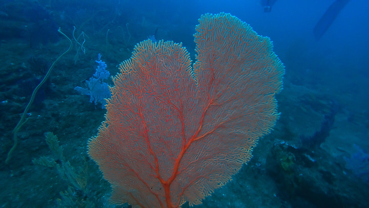 【潛水旅行】人生第三次南方四島潛水，解鎖島澳七七的三艘船《潛水篇》