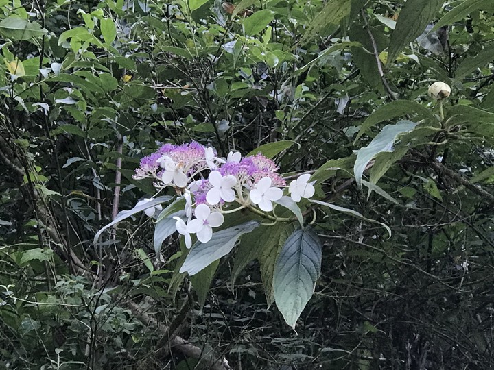 仲秋秋意涼 太平山爆棚