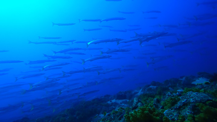 【潛水旅行】人生第三次南方四島潛水，解鎖島澳七七的三艘船《潛水篇》