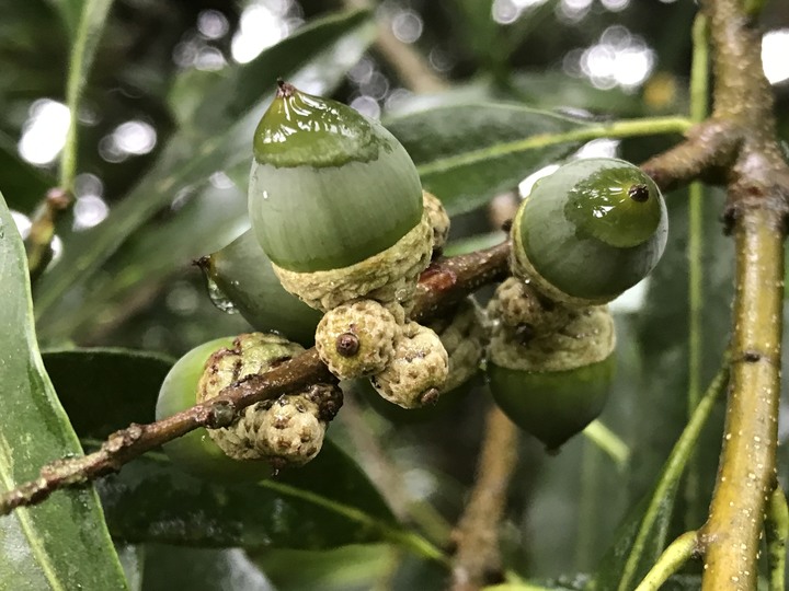 小雲豹登山記&工程車落難記&大野狼驗車記