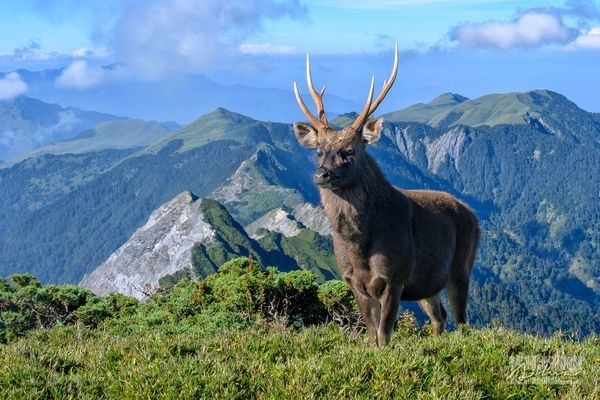 「奇萊山神獸」現身！絕美照片曝光出場自帶山嵐萬人朝聖