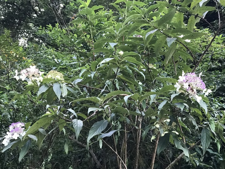 仲秋秋意涼 太平山爆棚