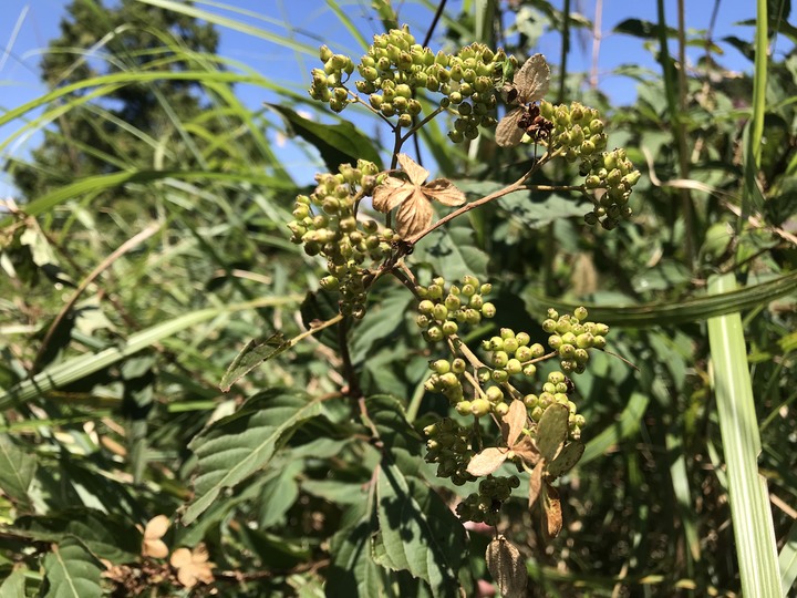 仲秋秋意涼 太平山爆棚