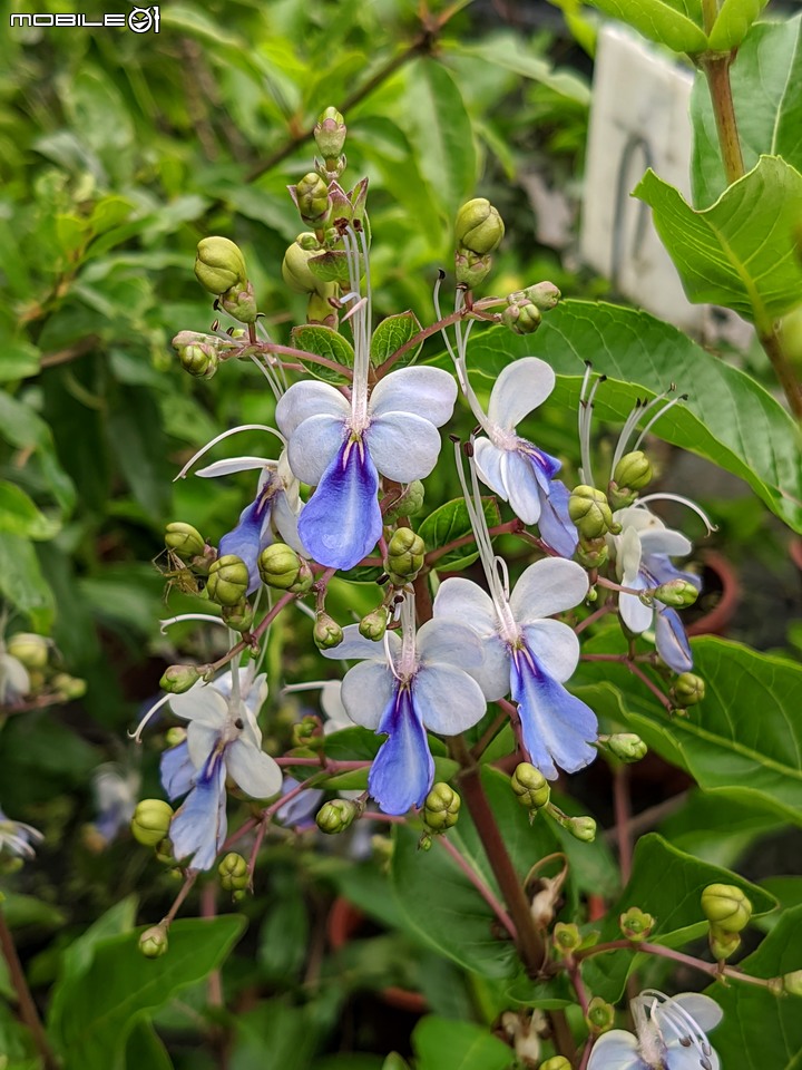 藍蝴蝶+紫孔雀 台南市歸仁區七甲花卉區 09/09