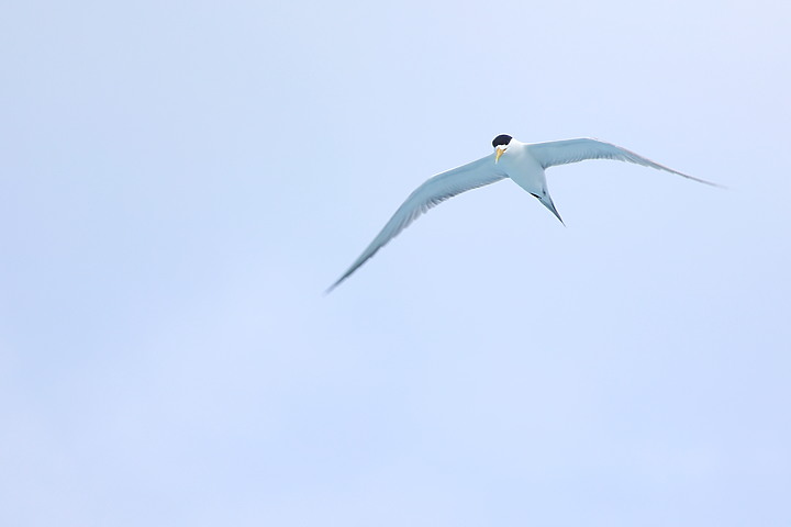 (映像分享) 遠眺、賞鯨輕鬆暢遊 in龜山島 feat. Canon RF100-400mm f/5.6-8 IS USM & EOS R6
