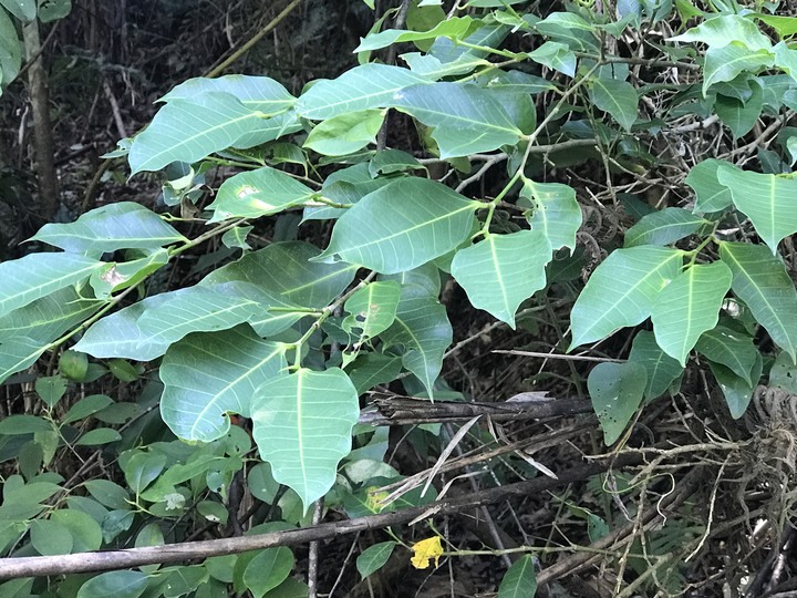 仲秋秋意涼 太平山爆棚