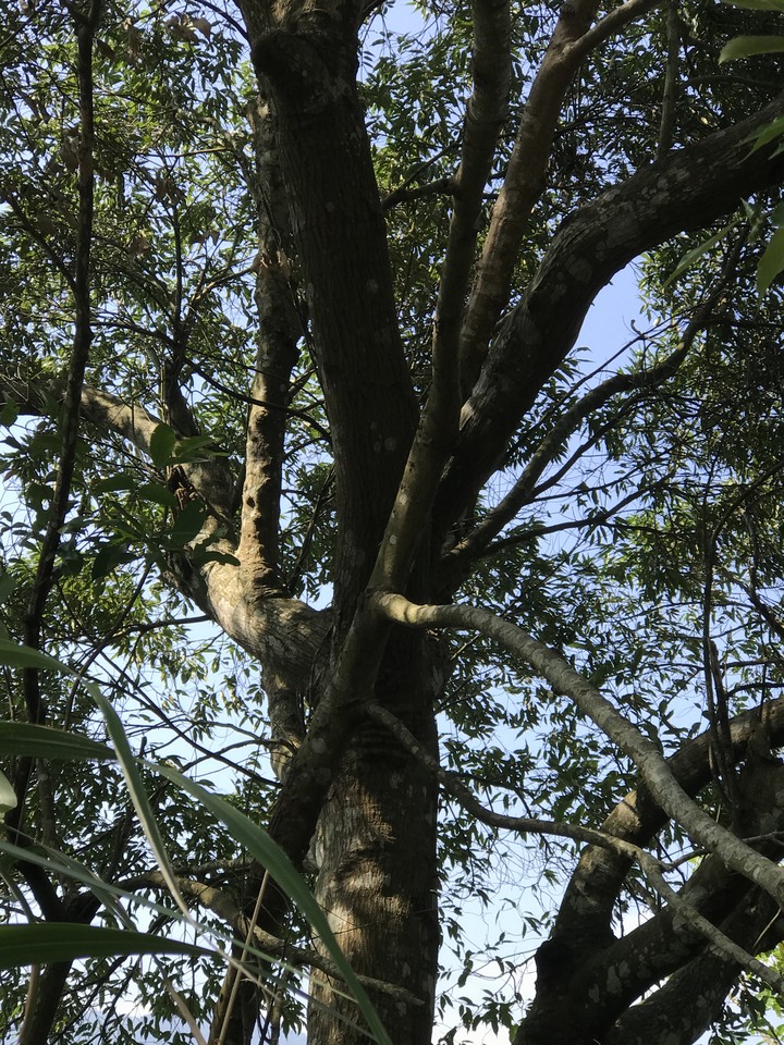 仲秋秋意涼 太平山爆棚