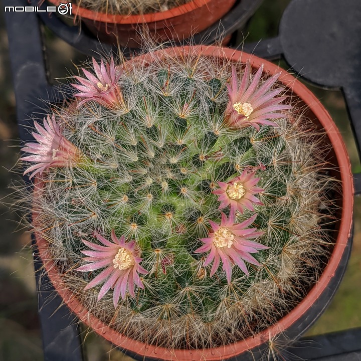 紅花赤楠+藍雪花 台南市歸仁區七甲花卉區 09/17