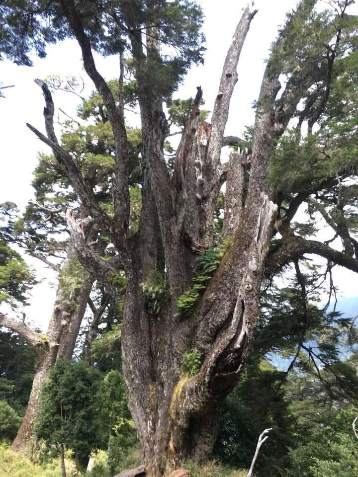 南台灣的合歡山-南橫三星(山)