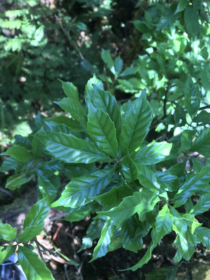 仲秋秋意涼 太平山爆棚