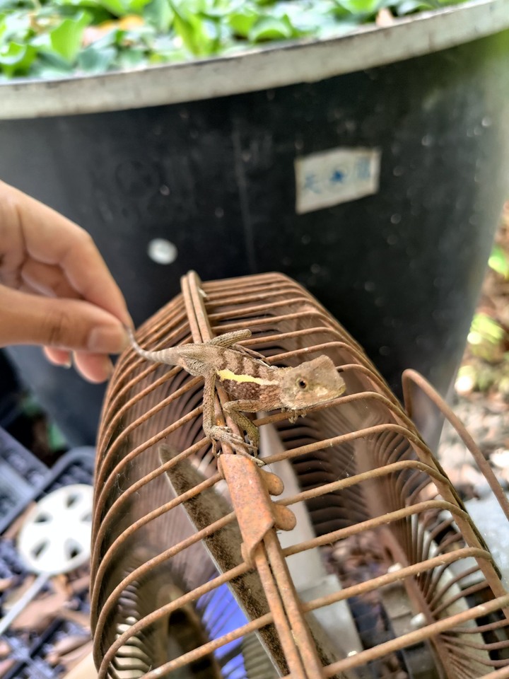 TIGRA開箱 違和感滿滿的一台車