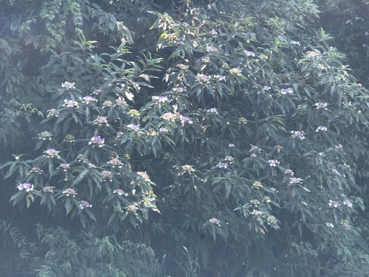 仲秋秋意涼 太平山爆棚