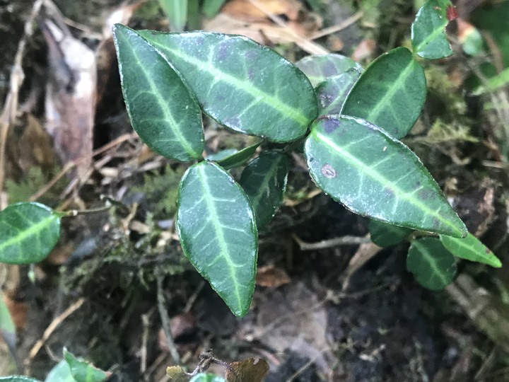 小雲豹登山記&工程車落難記&大野狼驗車記