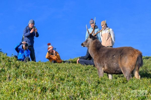 「奇萊山神獸」現身！絕美照片曝光出場自帶山嵐萬人朝聖
