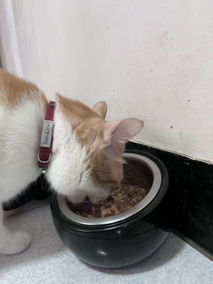 貓的一日四餐，大家都準備幾餐？