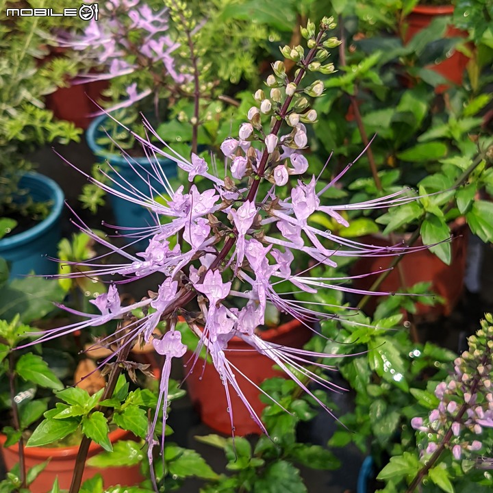 紅花赤楠+藍雪花 台南市歸仁區七甲花卉區 09/17