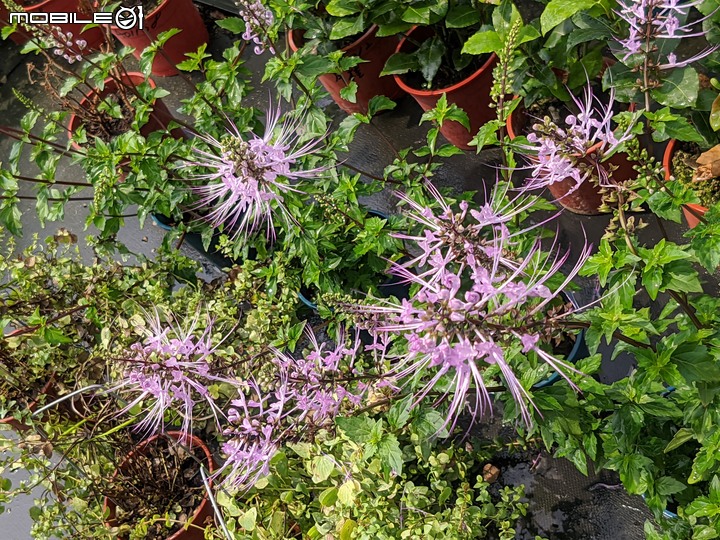 紅花赤楠+藍雪花 台南市歸仁區七甲花卉區 09/17