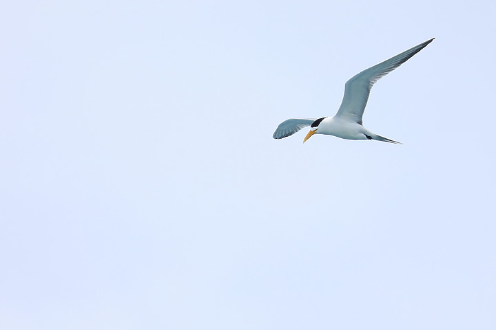 (映像分享) 遠眺、賞鯨輕鬆暢遊 in龜山島 feat. Canon RF100-400mm f/5.6-8 IS USM & EOS R6