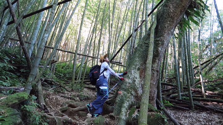 【溪頭鳳凰山.南鳳凰山.天文台】一日O型縱走