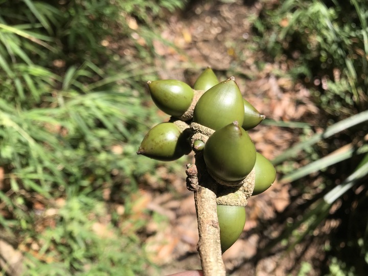 仲秋秋意涼 太平山爆棚