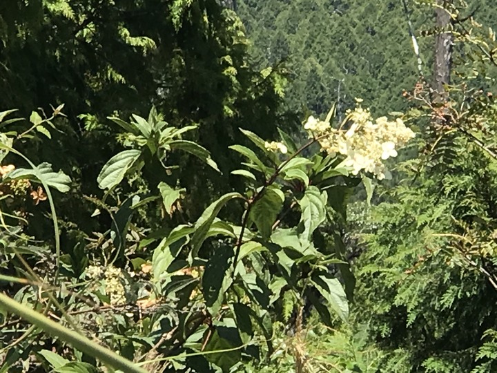 仲秋秋意涼 太平山爆棚
