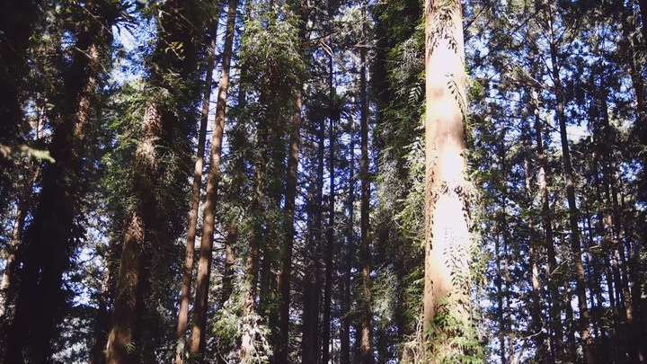 【溪頭鳳凰山.南鳳凰山.天文台】一日O型縱走