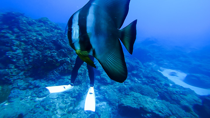 【潛水旅行】人生第三次南方四島潛水，解鎖島澳七七的三艘船《潛水篇》