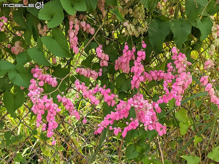 珊瑚藤 台南市南區水交社公園 09/18