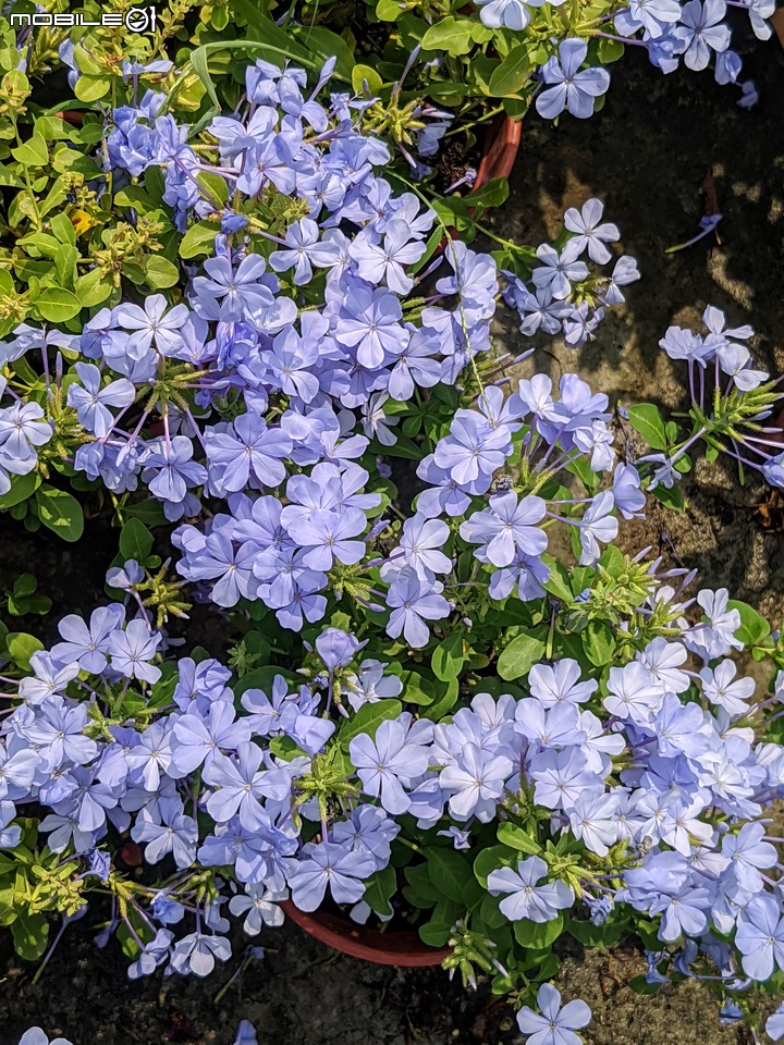 紅花赤楠+藍雪花 台南市歸仁區七甲花卉區 09/17