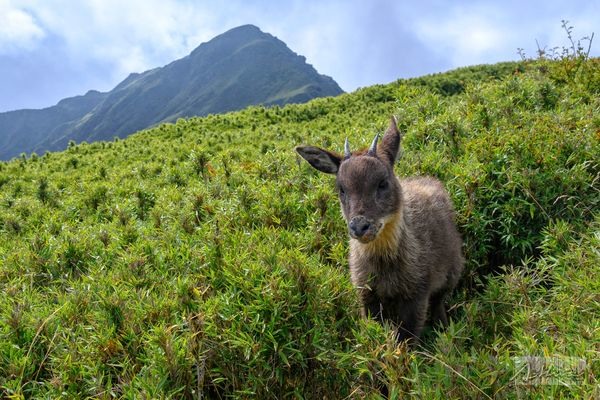 「奇萊山神獸」現身！絕美照片曝光出場自帶山嵐萬人朝聖